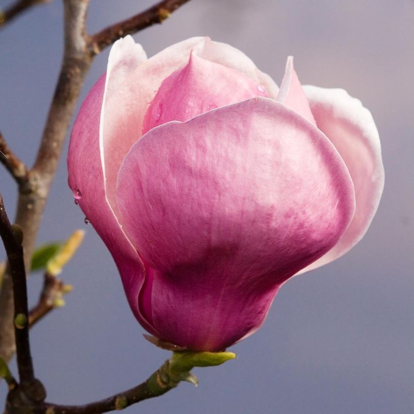 Magnolia soulangeana Lennei - Tulpen-Magnolie (Flowering)