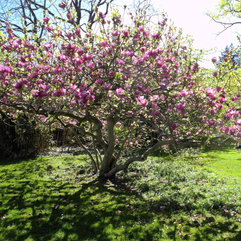 Magnolia soulangeana Lennei - Tulpen-Magnolie (Plant habit)