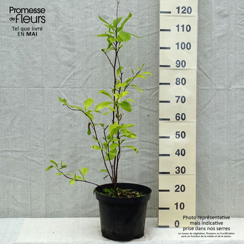 Exemplar von Magnolia soulangeana - Tulpen-Magnolie Topf mit 7,5L/10L wie im Frühjahr geliefert