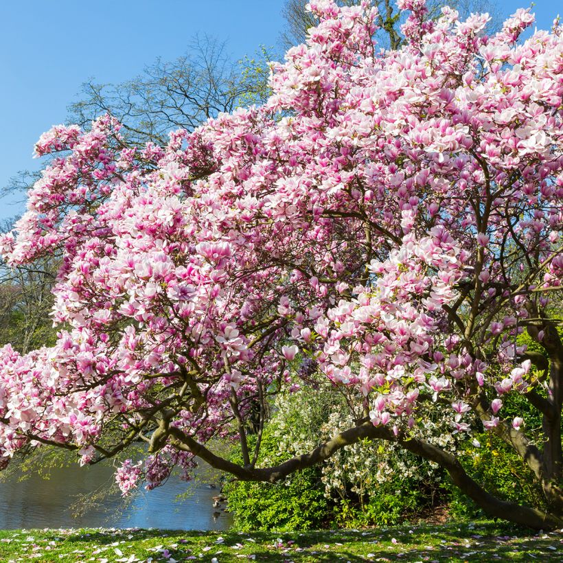 Magnolia soulangeana - Tulpen-Magnolie (Plant habit)