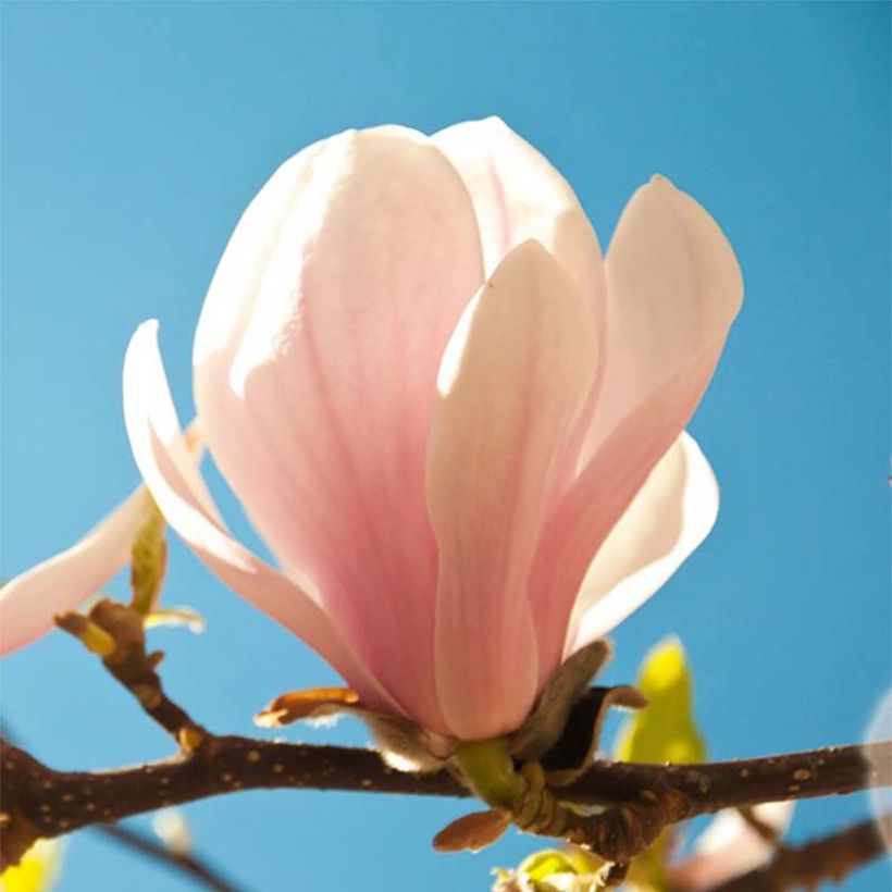 Magnolia sprengeri Pink Beauty - Magnolie (Flowering)