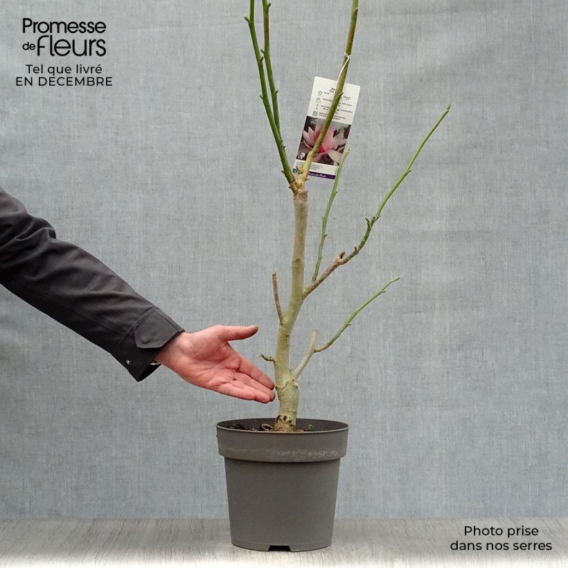 Exemplar von Magnolia sprengeri Pink Beauty - Magnolie Topf mit 6L/7L wie im Winter geliefert