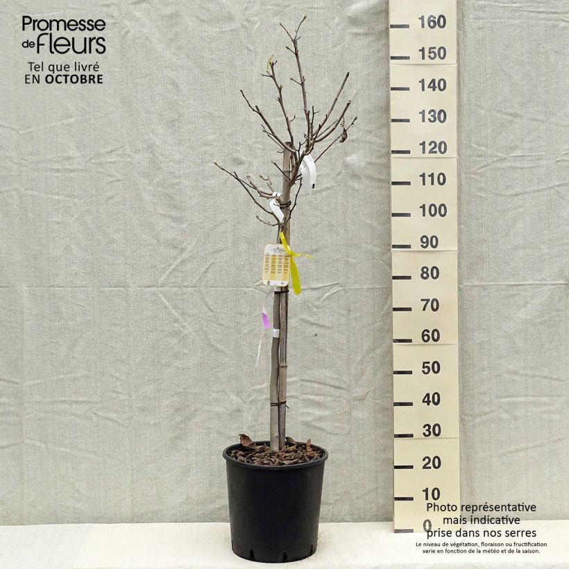 Example of Magnolia stellata - Stern-Magnolie Topf mit 18L/20L as you get in automne