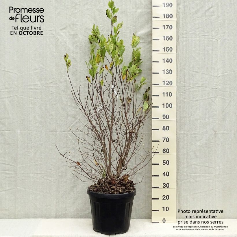Example of Magnolia stellata - Stern-Magnolie Topf mit 20L/25L as you get in automne
