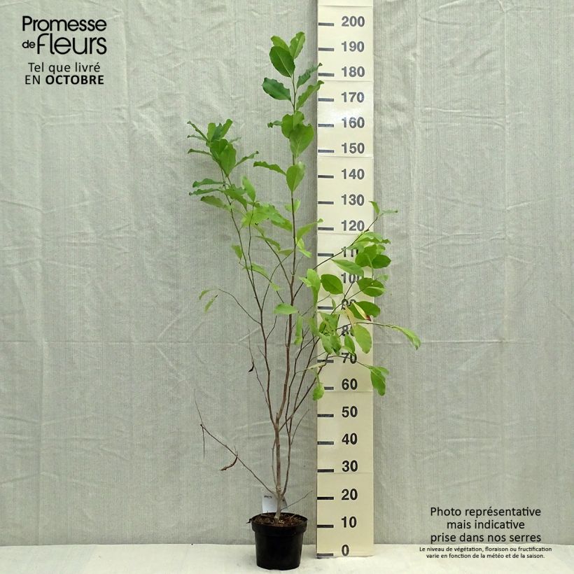 Example of Magnolia stellata Rosea - Stern-Magnolie Topf mit 2L/3L as you get in automne