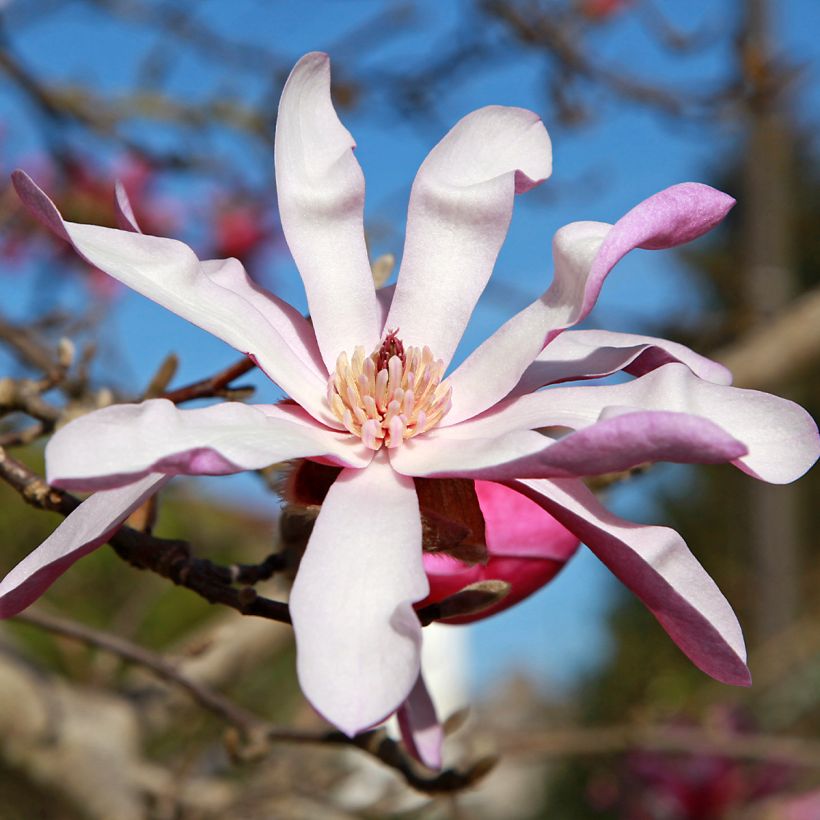 Magnolia stellata Rosea - Stern-Magnolie (Flowering)