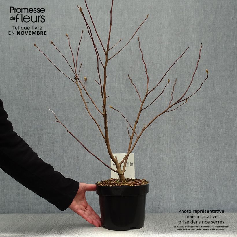 Example of Magnolia stellata Royal Star - Stern-Magnolie Topf mit 3L/4L as you get in automne