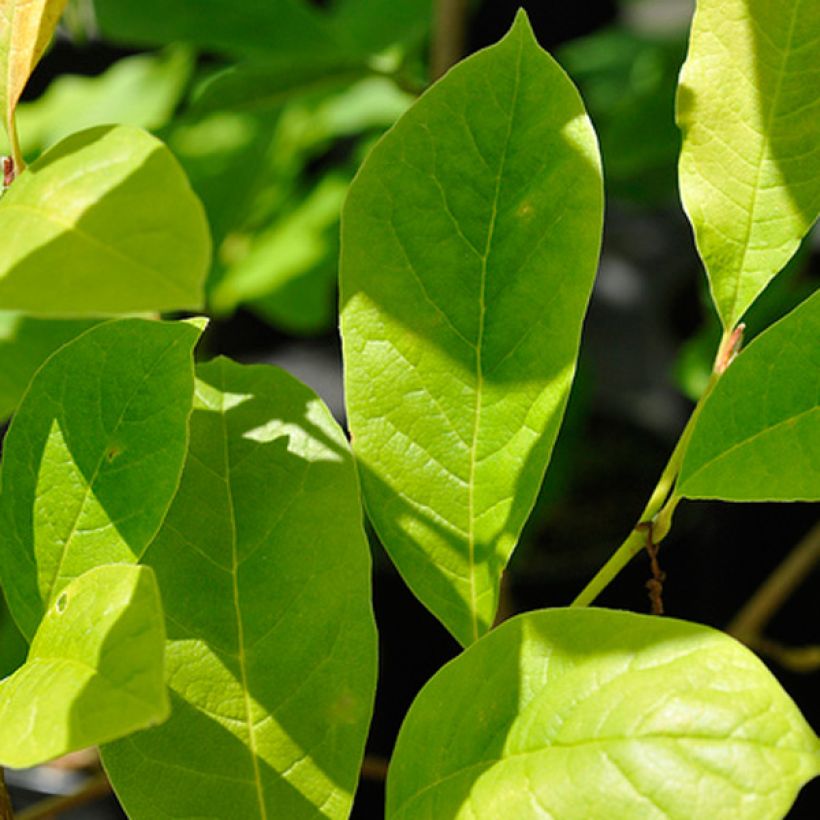 Magnolia stellata Royal Star - Stern-Magnolie (Foliage)