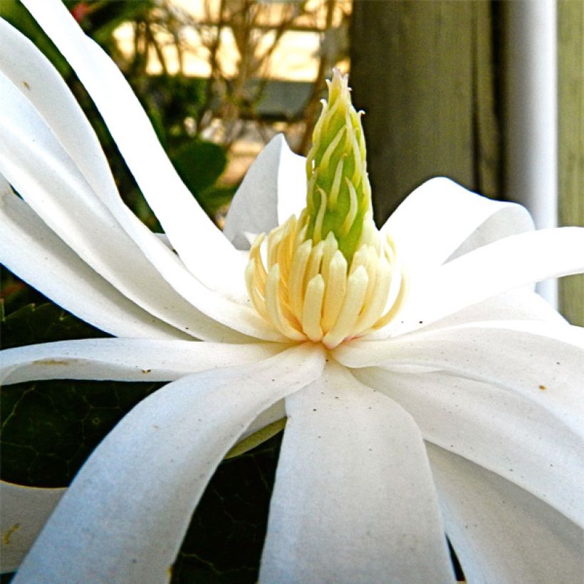 Magnolia stellata Royal Star - Stern-Magnolie (Flowering)