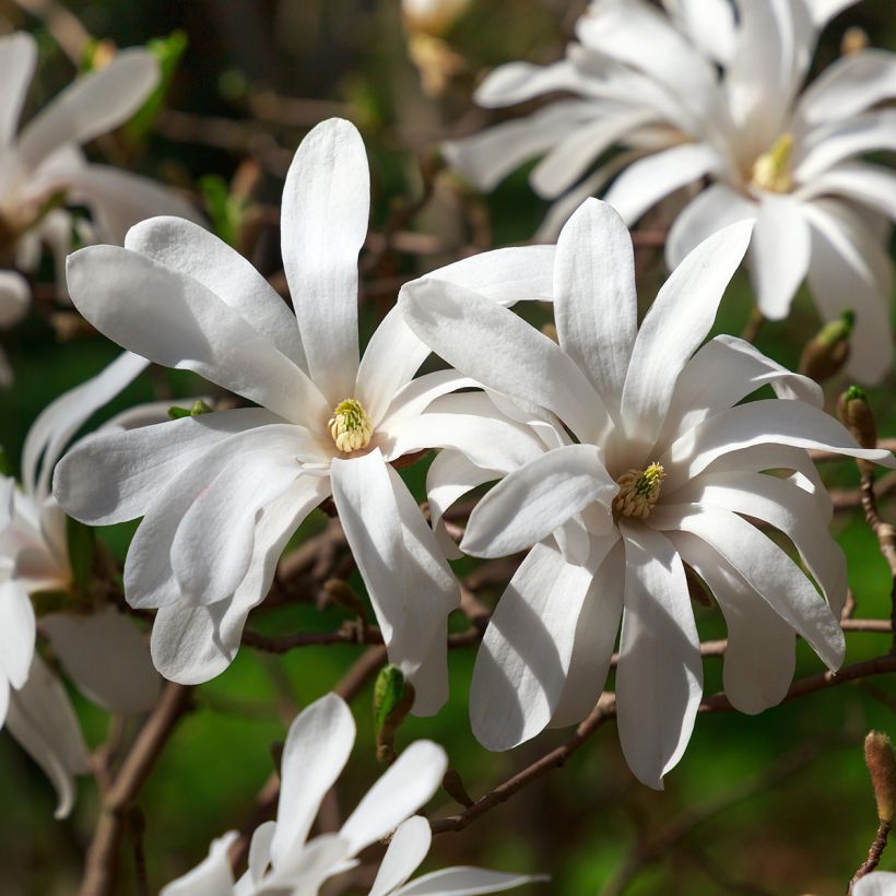 Magnolia stellata - Stern-Magnolie (Flowering)