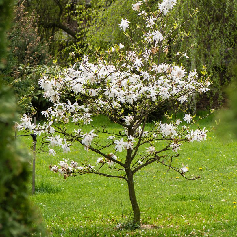 Magnolia stellata - Stern-Magnolie (Plant habit)
