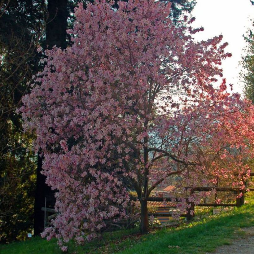 Magnolia stellata Rosea - Stern-Magnolie (Plant habit)