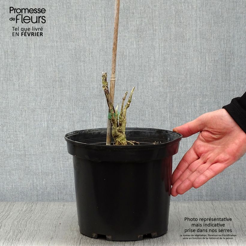 Exemplar von Magnolia tripetala - Schirm-Magnolie Topf mit 3L/4L wie im Winter geliefert