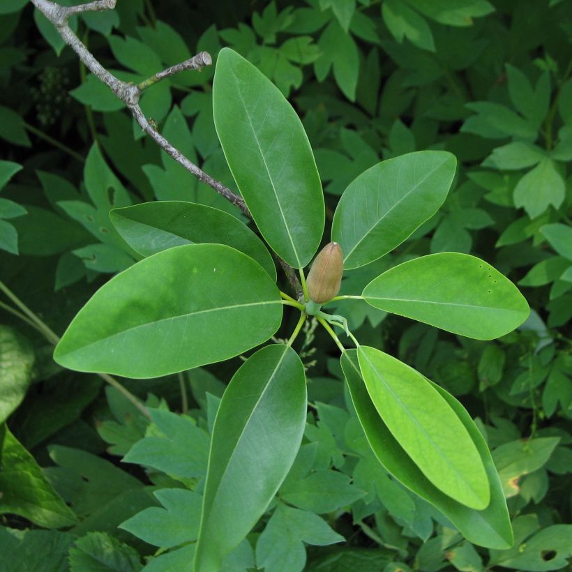 Magnolia virginiana Glauca - Sumpf-Magnolie (Foliage)