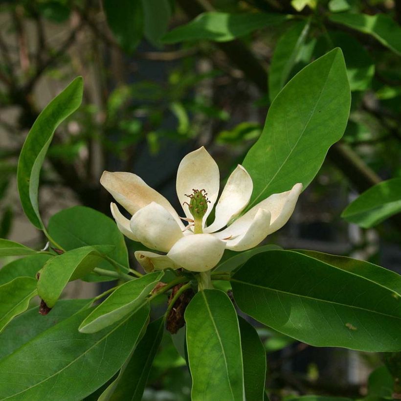 Magnolia virginiana Glauca - Sumpf-Magnolie (Flowering)