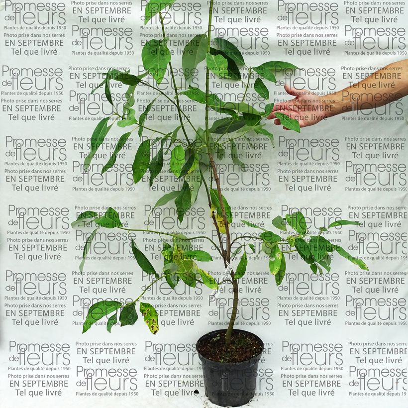 Example of Magnolia virginiana Glauca - Sumpf-Magnolie Topf mit 4L/5L as you get