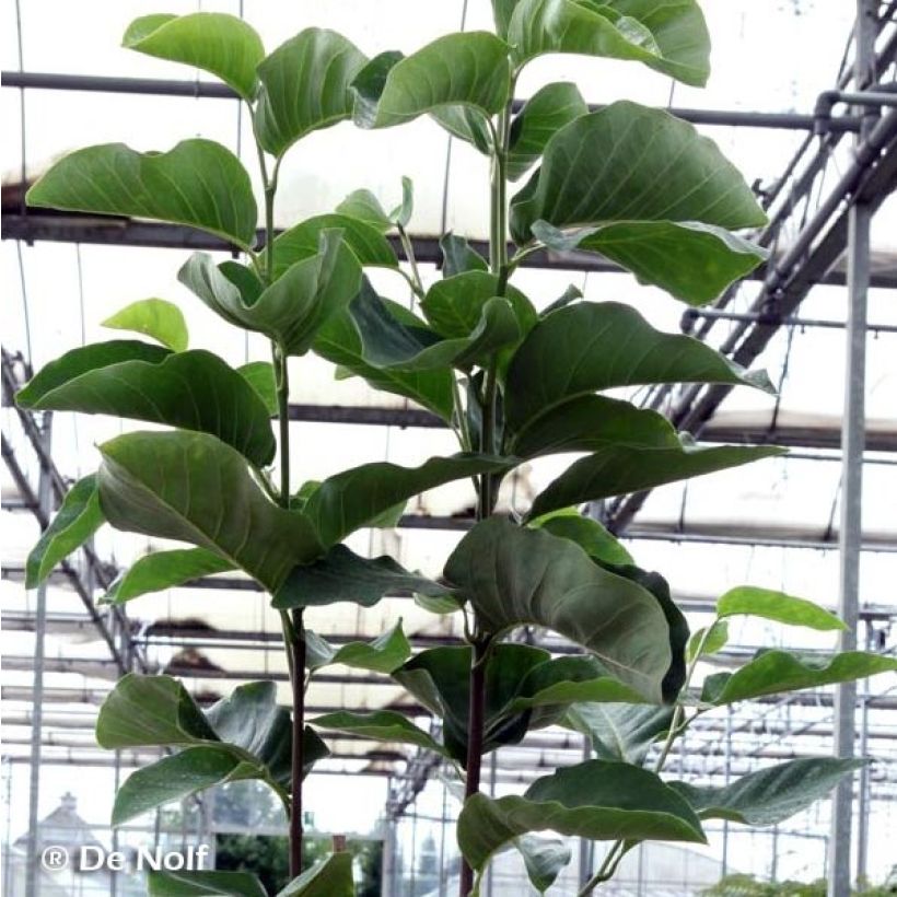 Magnolia loebneri Wildcat - Loebner-Magnolie (Foliage)