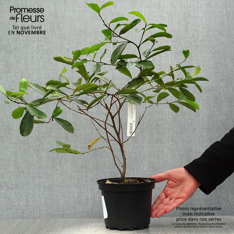 Example of Magnolia yunnanensis - Yunnan-Magnolie Topf mit 3L/4L as you get in automne