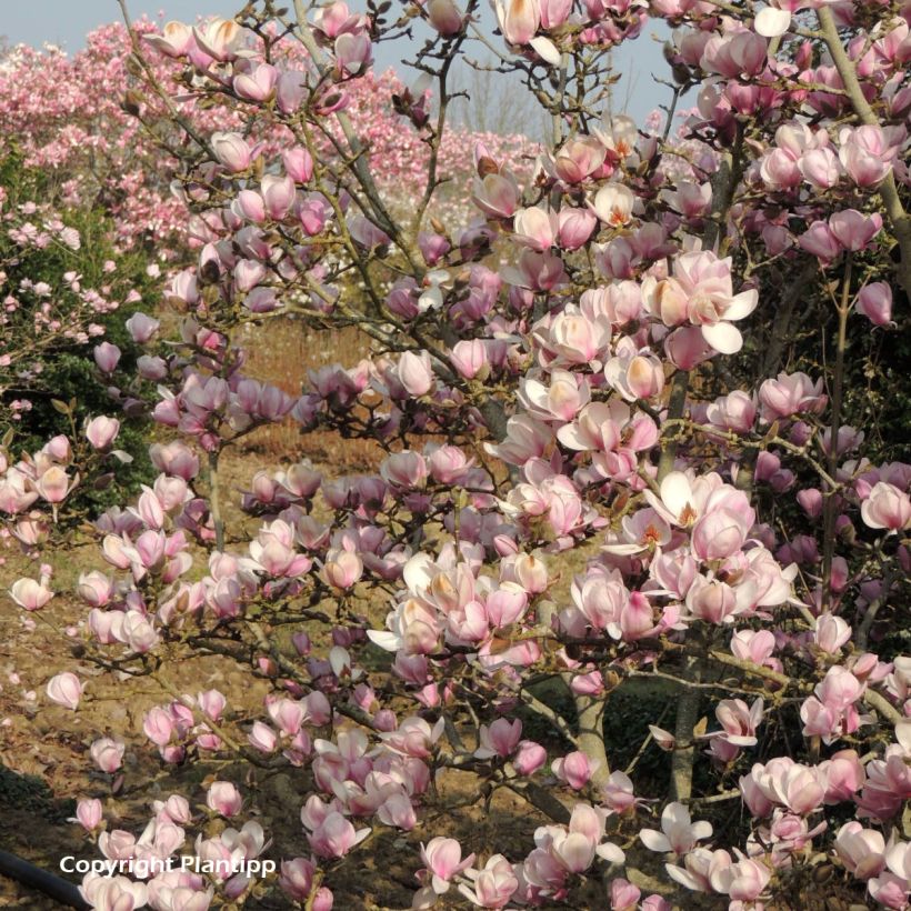 Magnolia denudata Festirose - Yulan-Magnolie (Plant habit)