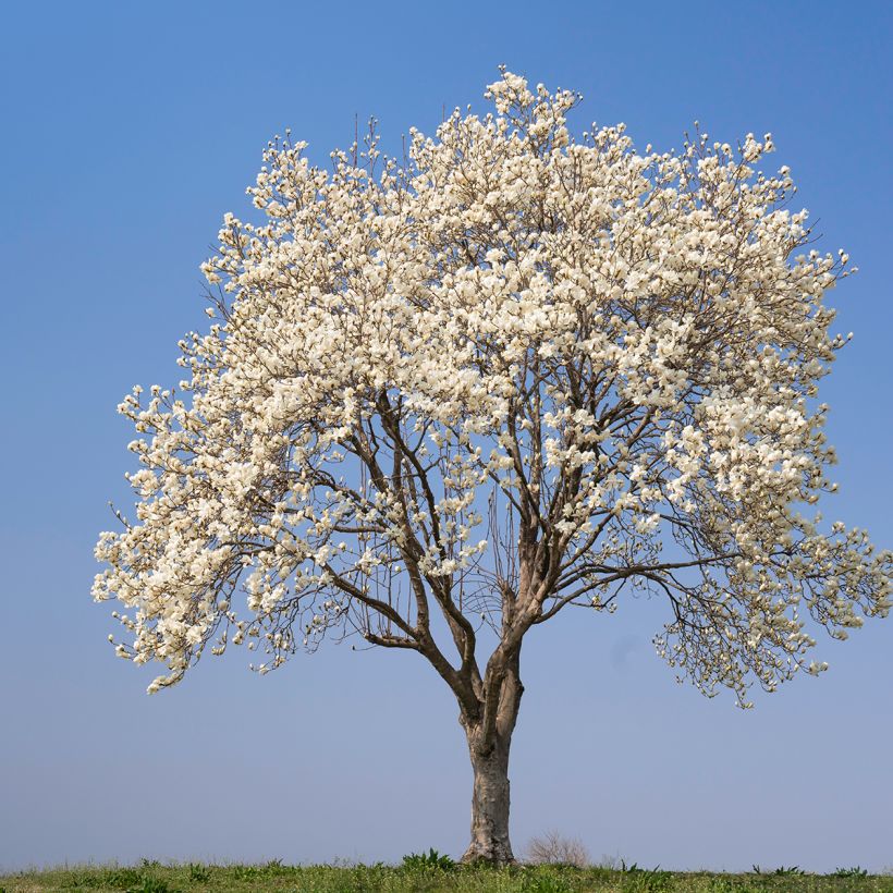 Graines de Magnolia kobus (Wuchs)