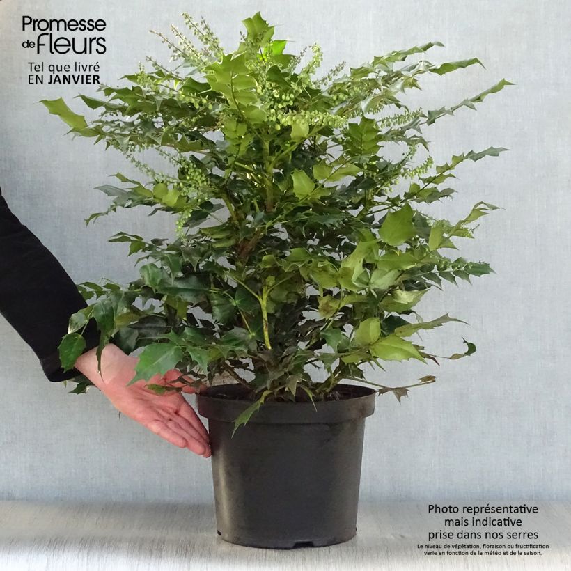 Exemplar von Mahonia japonica Hivernant - Japanische Mahonie Topf mit 7,5L/10L wie im Winter geliefert