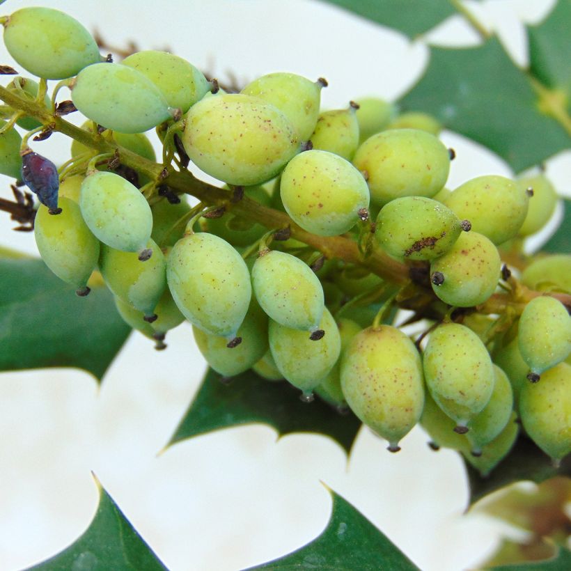 Mahonia media Charity - Winterblühende Mahonie (Harvest)