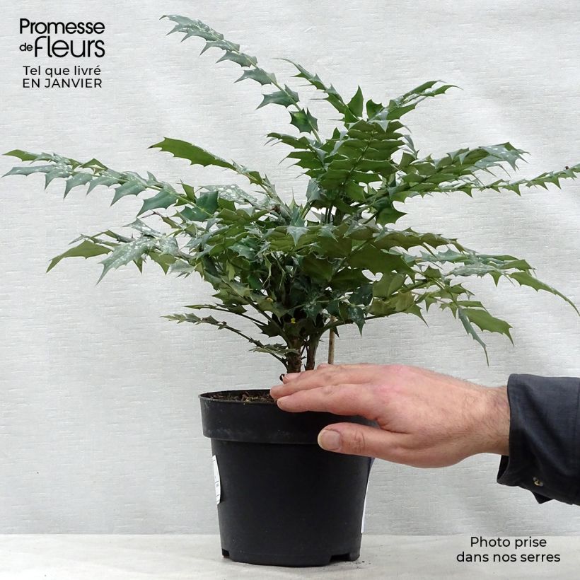 Exemplar von Mahonia media Charity - Winterblühende Mahonie Topf mit 2L/3L wie im Winter geliefert
