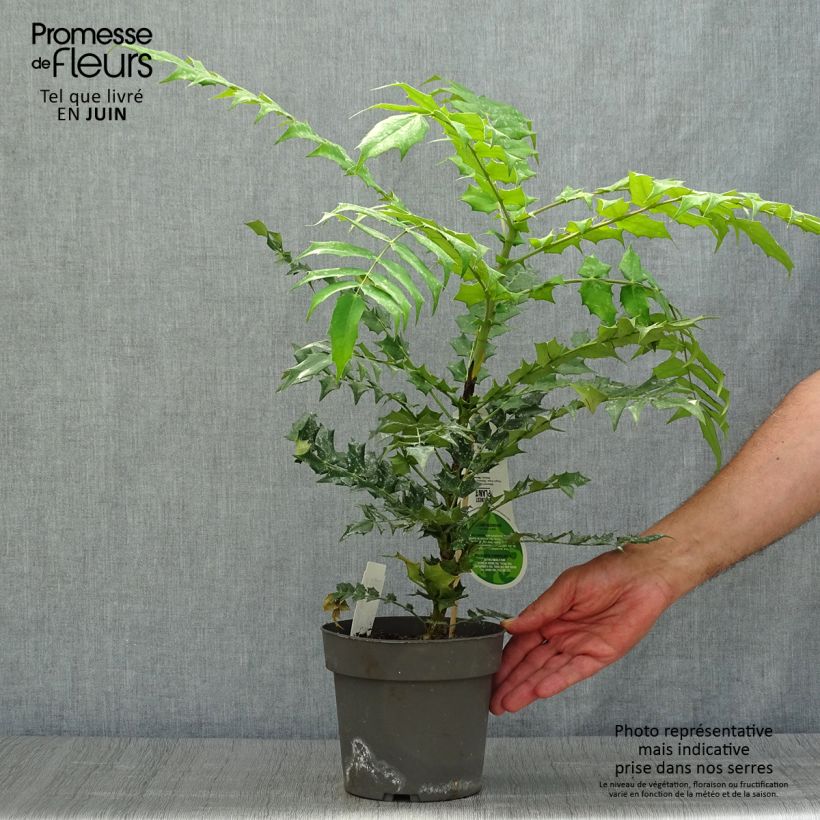 Exemplar von Mahonia media Charity - Winterblühende Mahonie Topf mit 2L/3L wie im Sommer geliefert