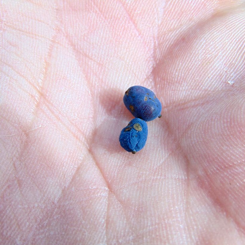 Mahonia eurybracteata Soft Caress - Stachellose Mahonie (Harvest)