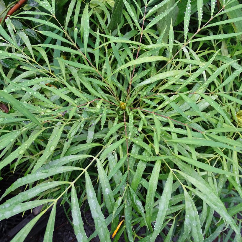Mahonia eurybracteata Soft Caress - Stachellose Mahonie (Foliage)