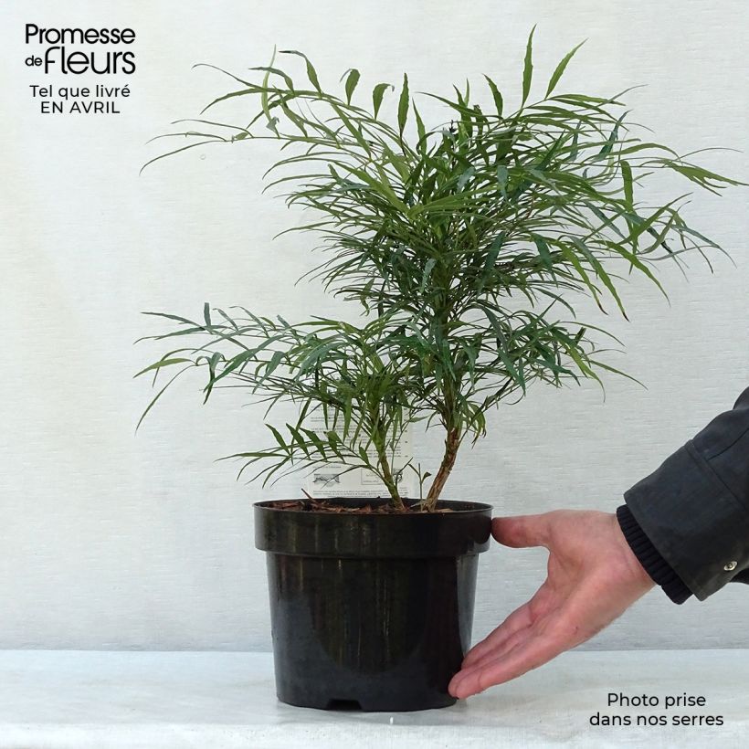 Exemplar von Mahonia eurybracteata Soft Caress - Stachellose Mahonie Topf mit 3L/4L wie im Frühjahr geliefert