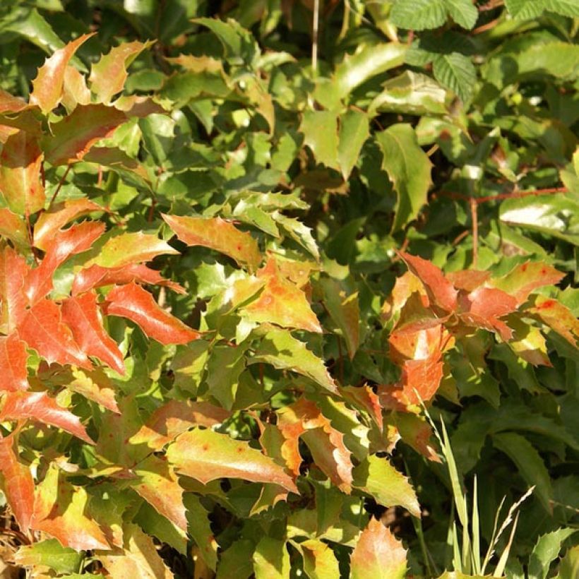 Mahonia aquifolium - Gewöhnliche Mahonie (Foliage)