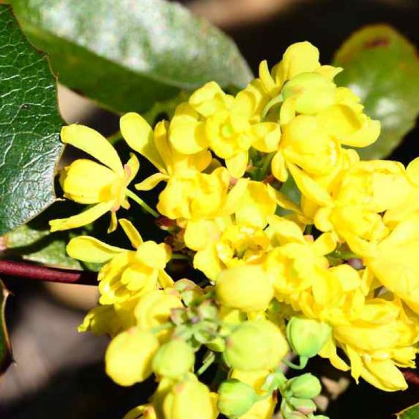 Mahonia aquifolium - Gewöhnliche Mahonie (Flowering)