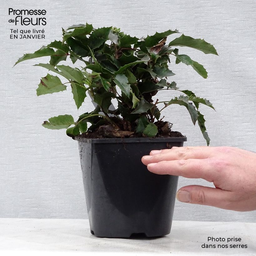 Exemplar von Mahonia aquifolium Apollo - Gewöhnliche Mahonie Topf mit 2L/3L wie im Winter geliefert