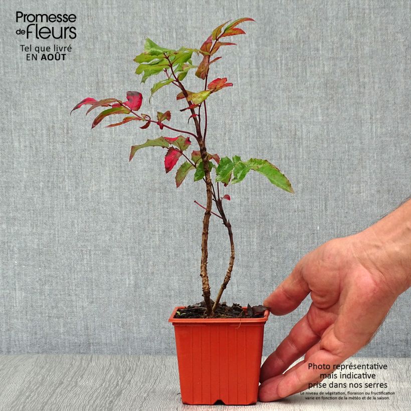 Exemplar von Mahonia aquifolium - Gewöhnliche Mahonie Kleine Töpfe von 8/9 cm wie im Sommer geliefert