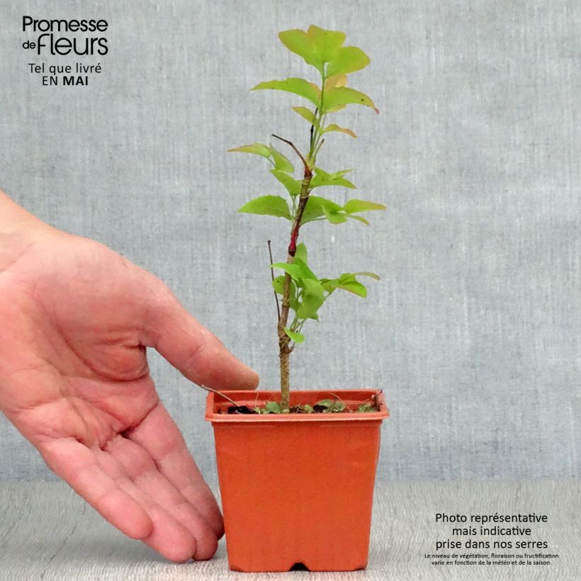 Exemplar von Mahonia aquifolium - Gewöhnliche Mahonie Kleine Töpfe von 8/9 cm wie im Frühjahr geliefert