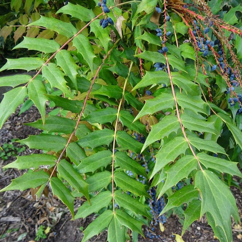 Mahonia bealei - Beales Mahonie (Foliage)