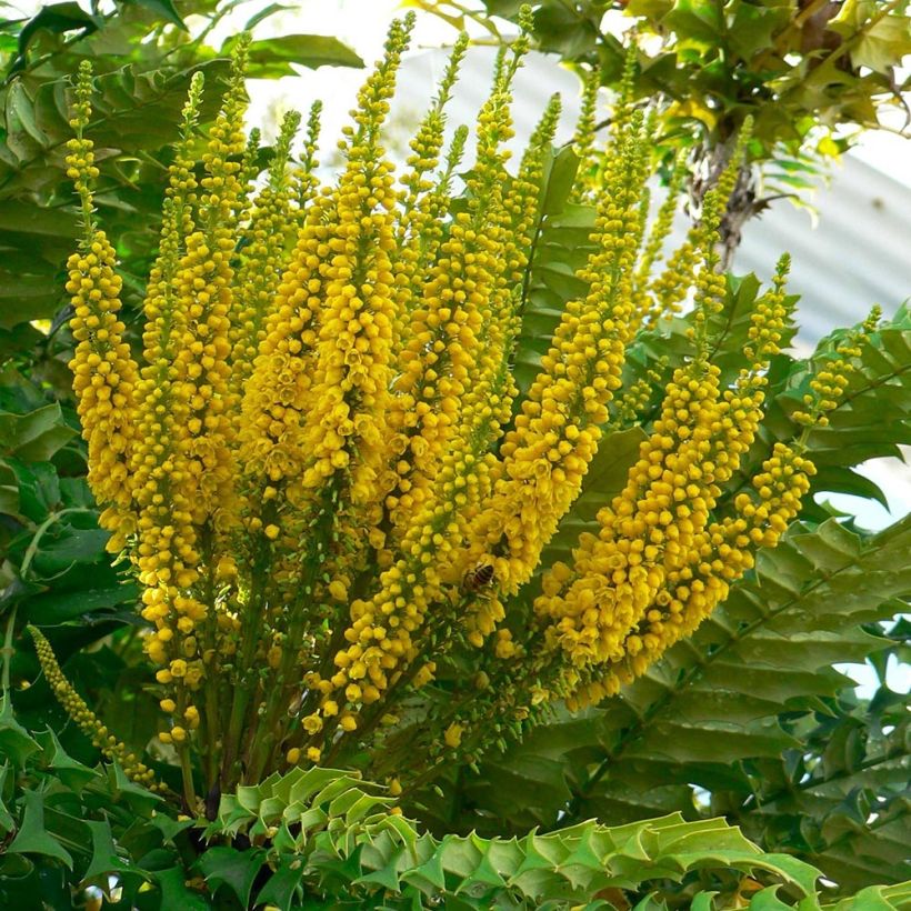 Mahonia bealei - Beales Mahonie (Flowering)