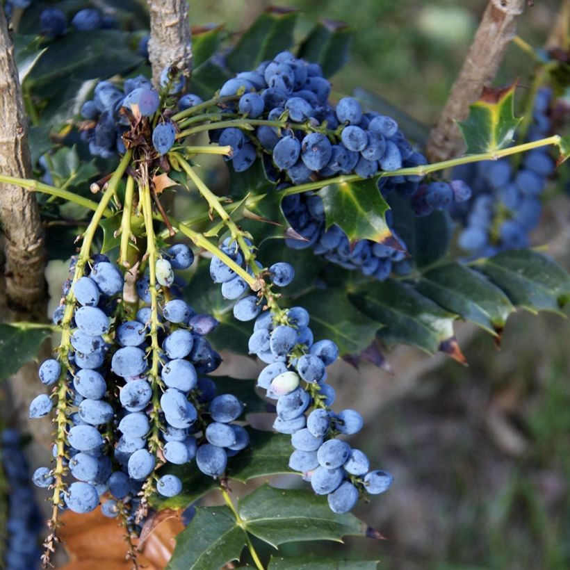 Mahonia bealei - Beales Mahonie (Harvest)