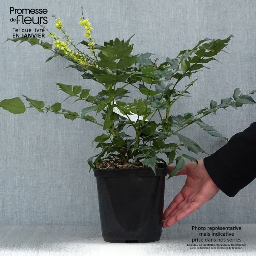 Exemplar von Mahonia bealei - Beales Mahonie Topf mit 3L/4L wie im Winter geliefert