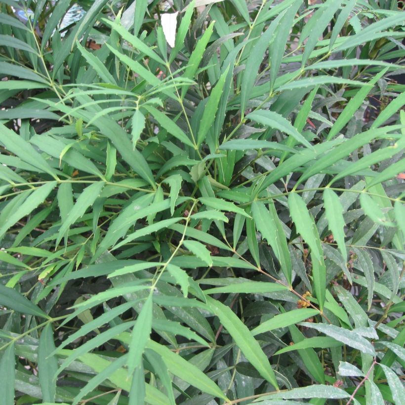 Mahonia eurybracteata Nara Hiri - Stachellose Mahonie (Foliage)