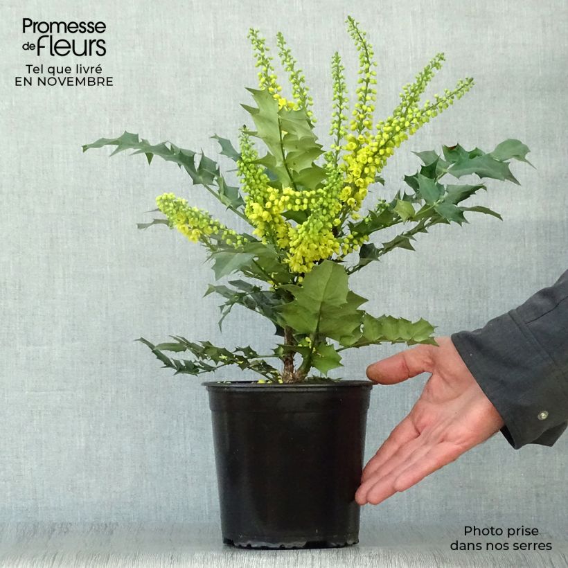 Example of Mahonia media Winter Sun - Winterblühende Mahonie Topf mit 2L/3L as you get in automne