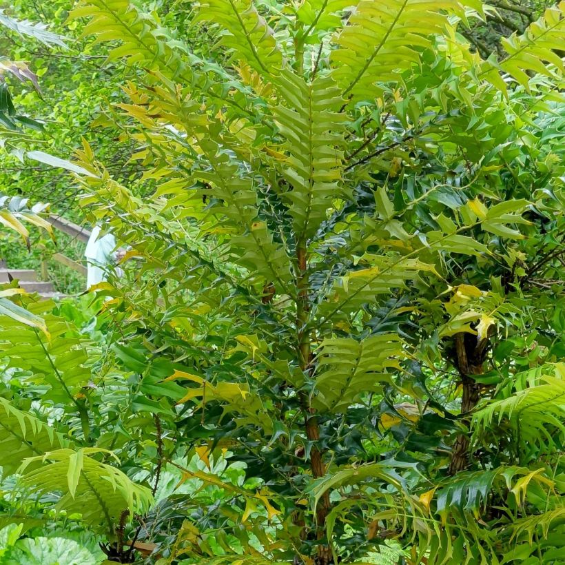 Mahonia oiwakensis subsp. lomariifolia - Lomariablättrige Mahonie (Foliage)