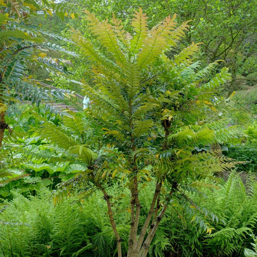 Mahonia oiwakensis subsp. lomariifolia - Lomariablättrige Mahonie (Plant habit)