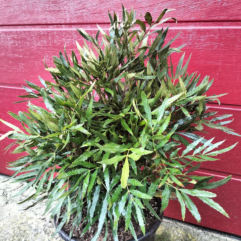 Mahonia sinensis - Mahonie (Plant habit)
