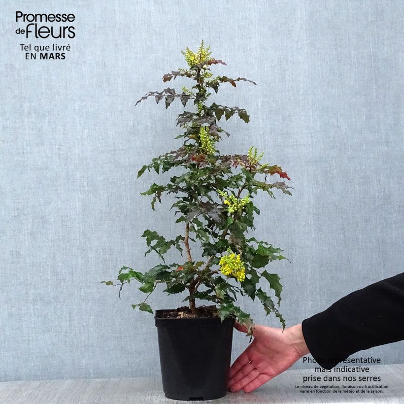 Exemplar von Mahonia wagneri Fireflame - Wagners Mahonie Topf mit 4L/5L wie im Winter geliefert