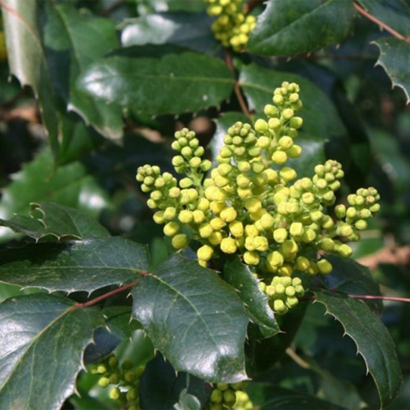 Mahonia wagneri Pinnacle - Wagners Mahonie (Flowering)