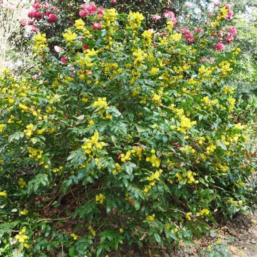 Mahonia wagneri Pinnacle - Wagners Mahonie (Plant habit)
