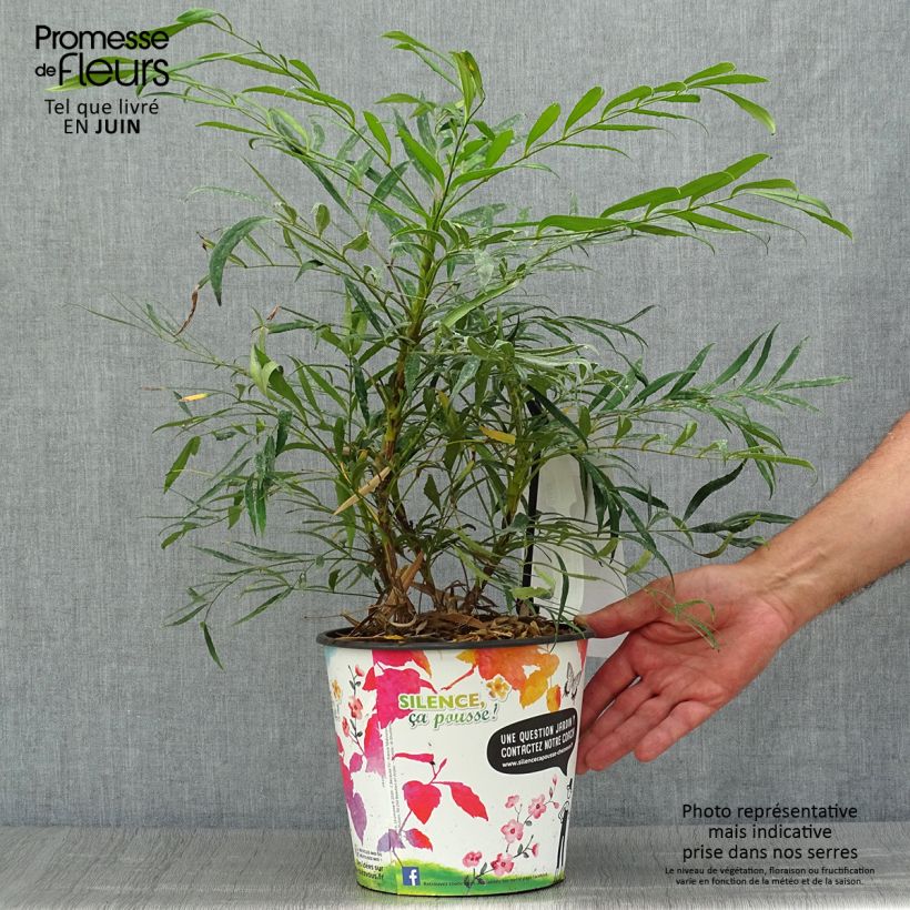 Exemplar von Mahonia eurybracteata Sweet Winter - Stachellose Mahonie Topf mit 3L/4L wie im Sommer geliefert