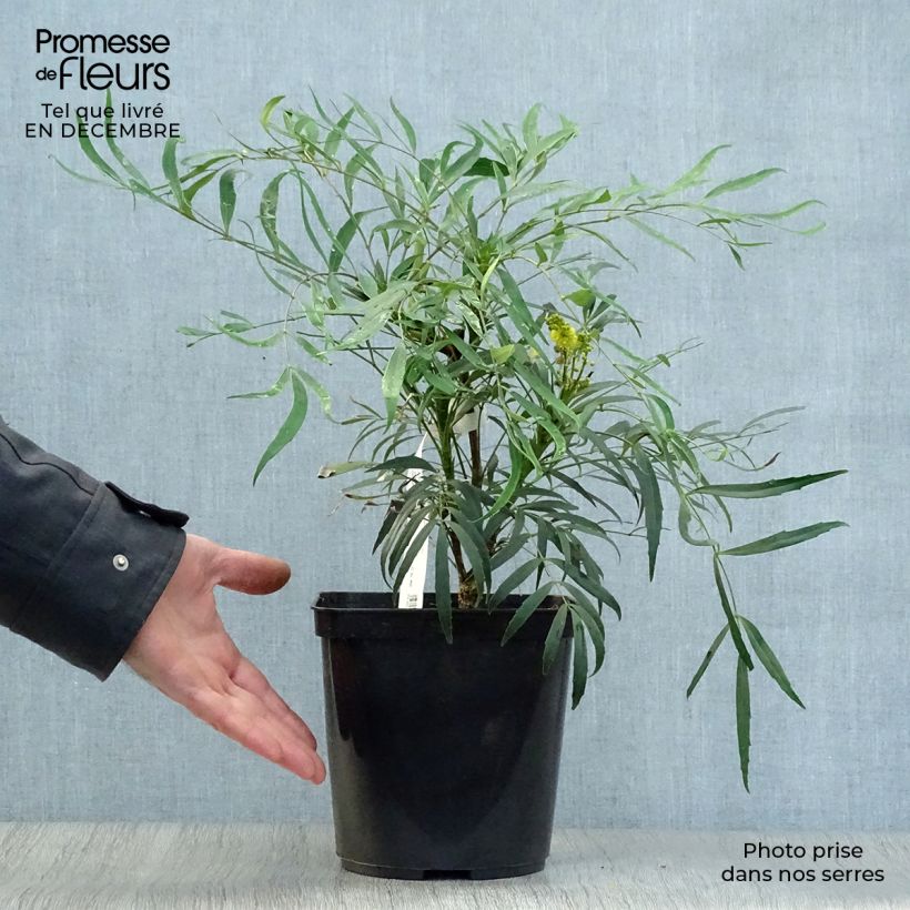 Exemplar von Mahonia eurybracteata Sweet Winter - Stachellose Mahonie Topf mit 3L/4L wie im Winter geliefert